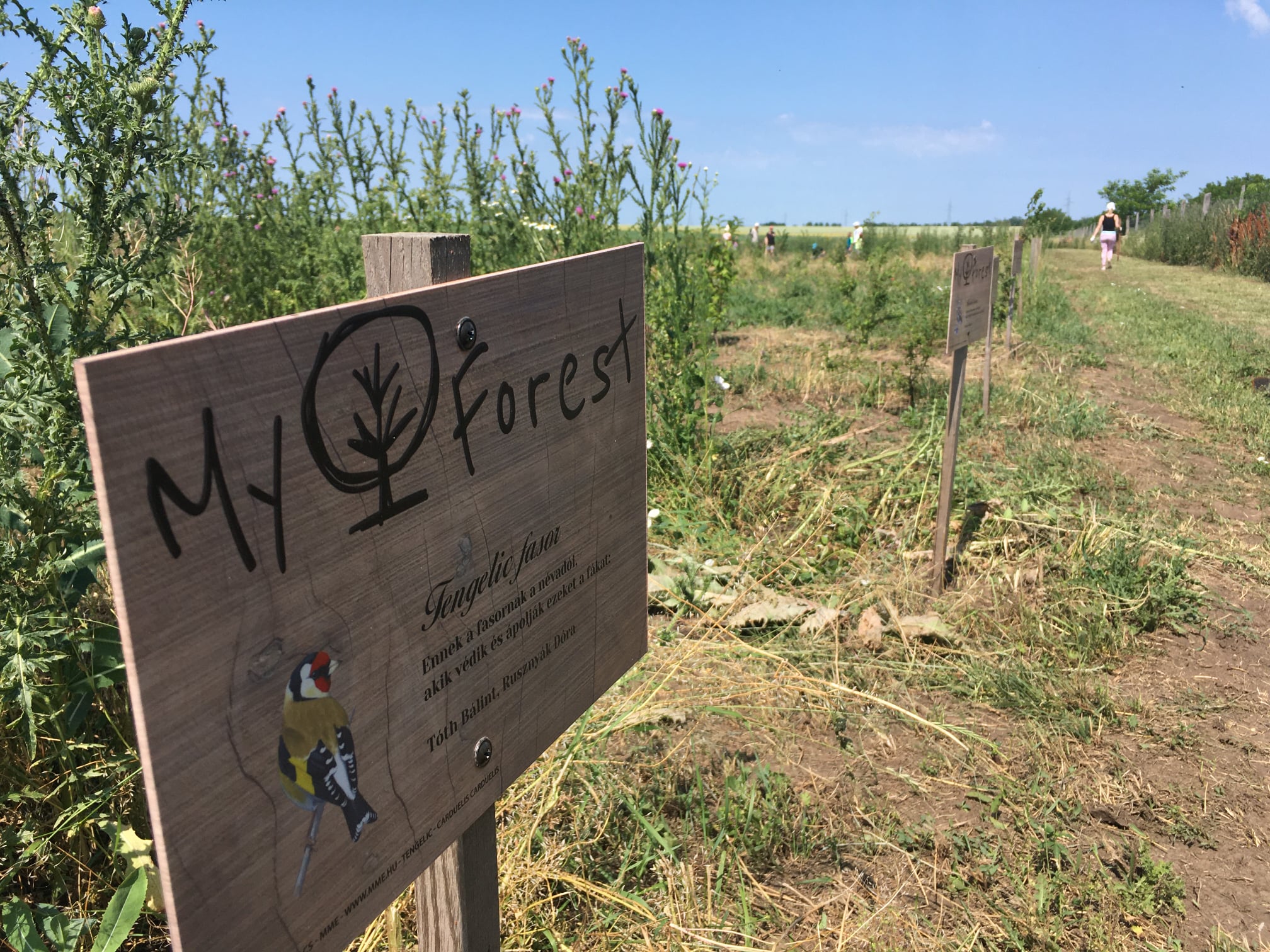 MyForest sign on a field